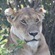 Lion at Lake Bunyoni